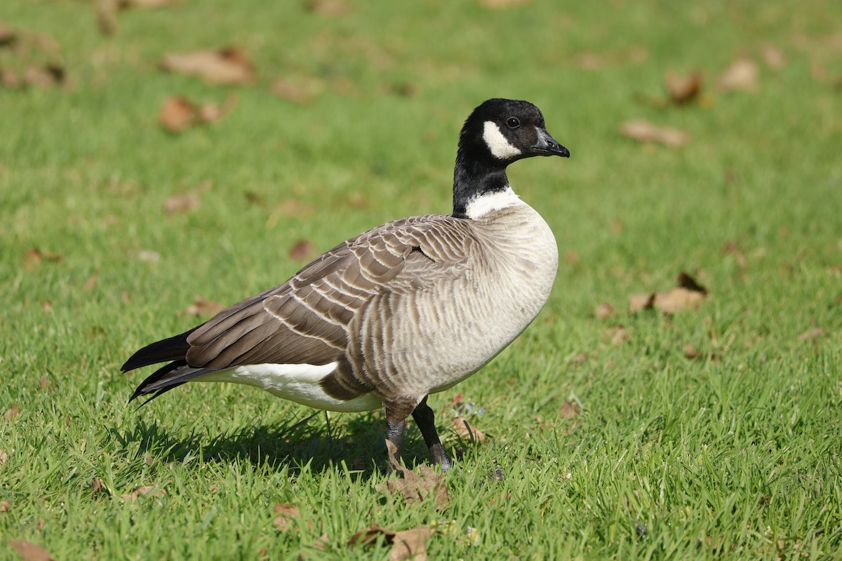 Cackling Goose - ML647326008