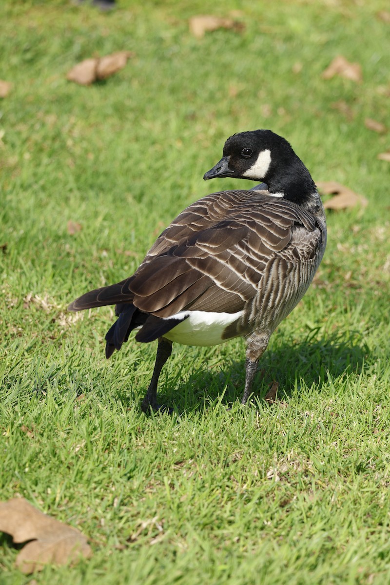 Cackling Goose - ML647326009