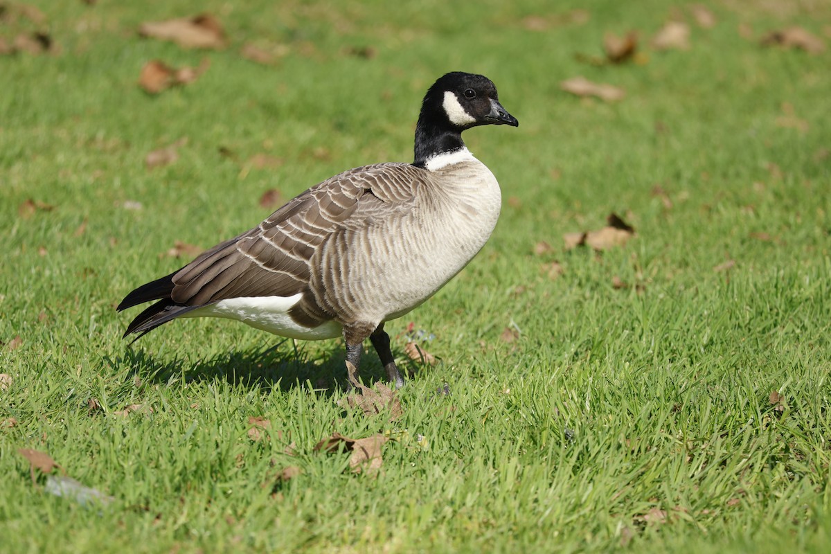 Cackling Goose - ML647326010