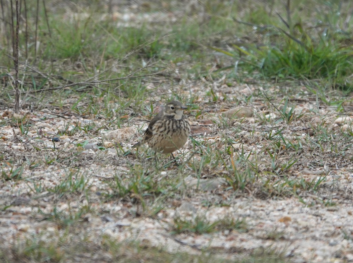 פפיון אמריקני - ML647326019