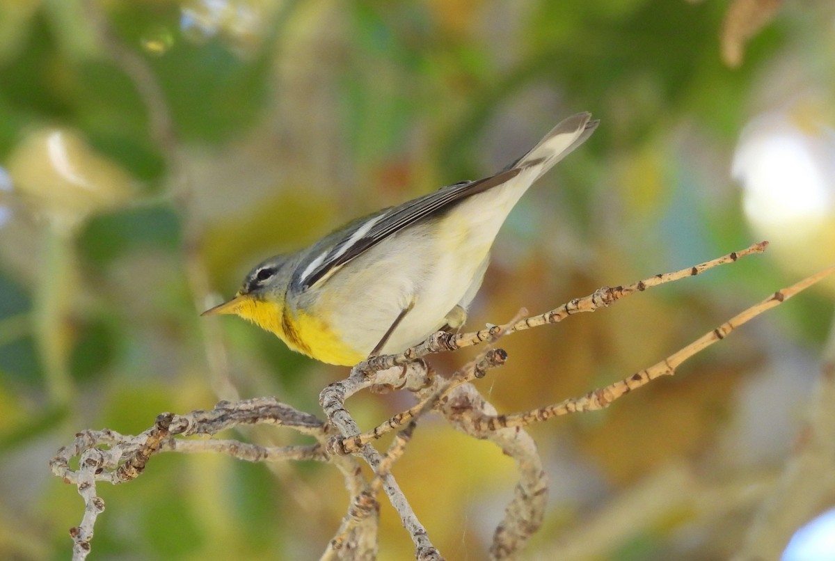 Northern Parula - ML647326044