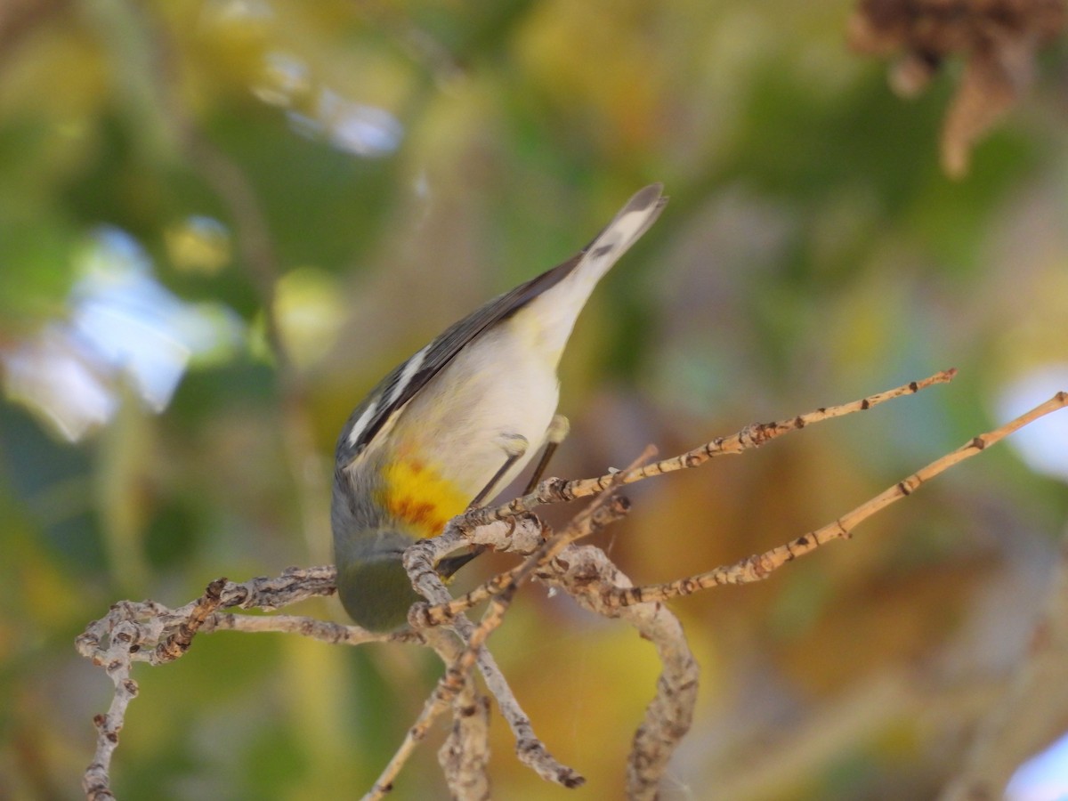 Northern Parula - ML647326046