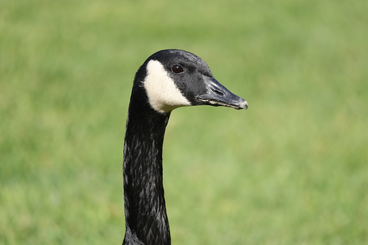 Canada Goose - ML647326048