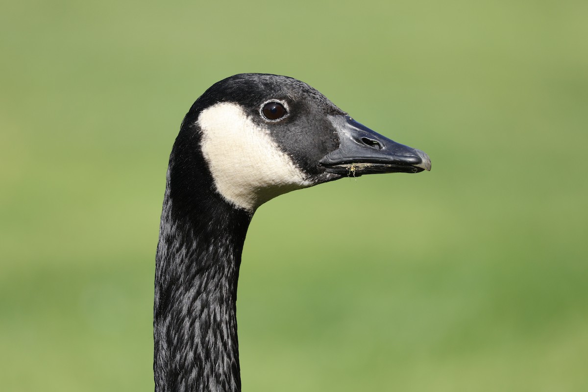 Canada Goose - ML647326051