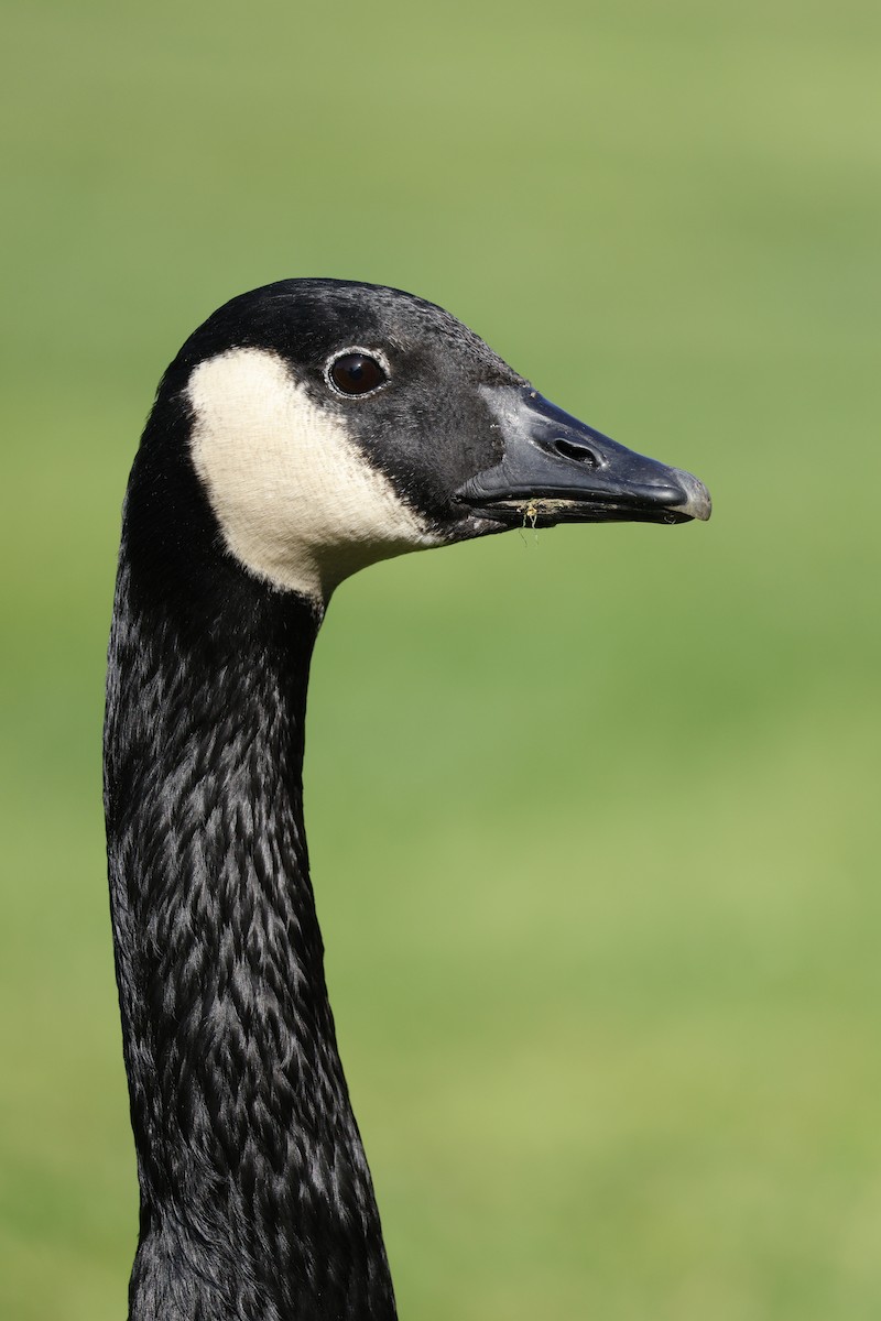 Canada Goose - ML647326052