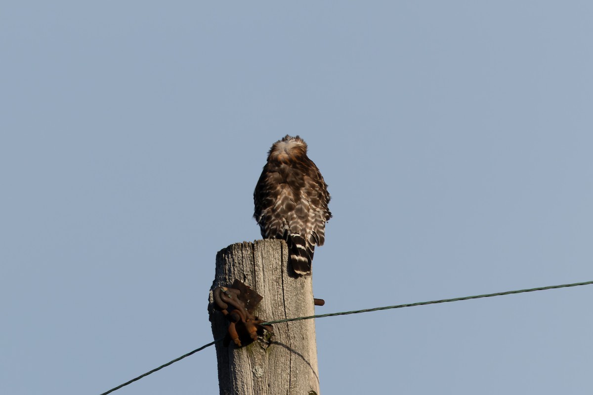 Red-shouldered Hawk - ML647326076