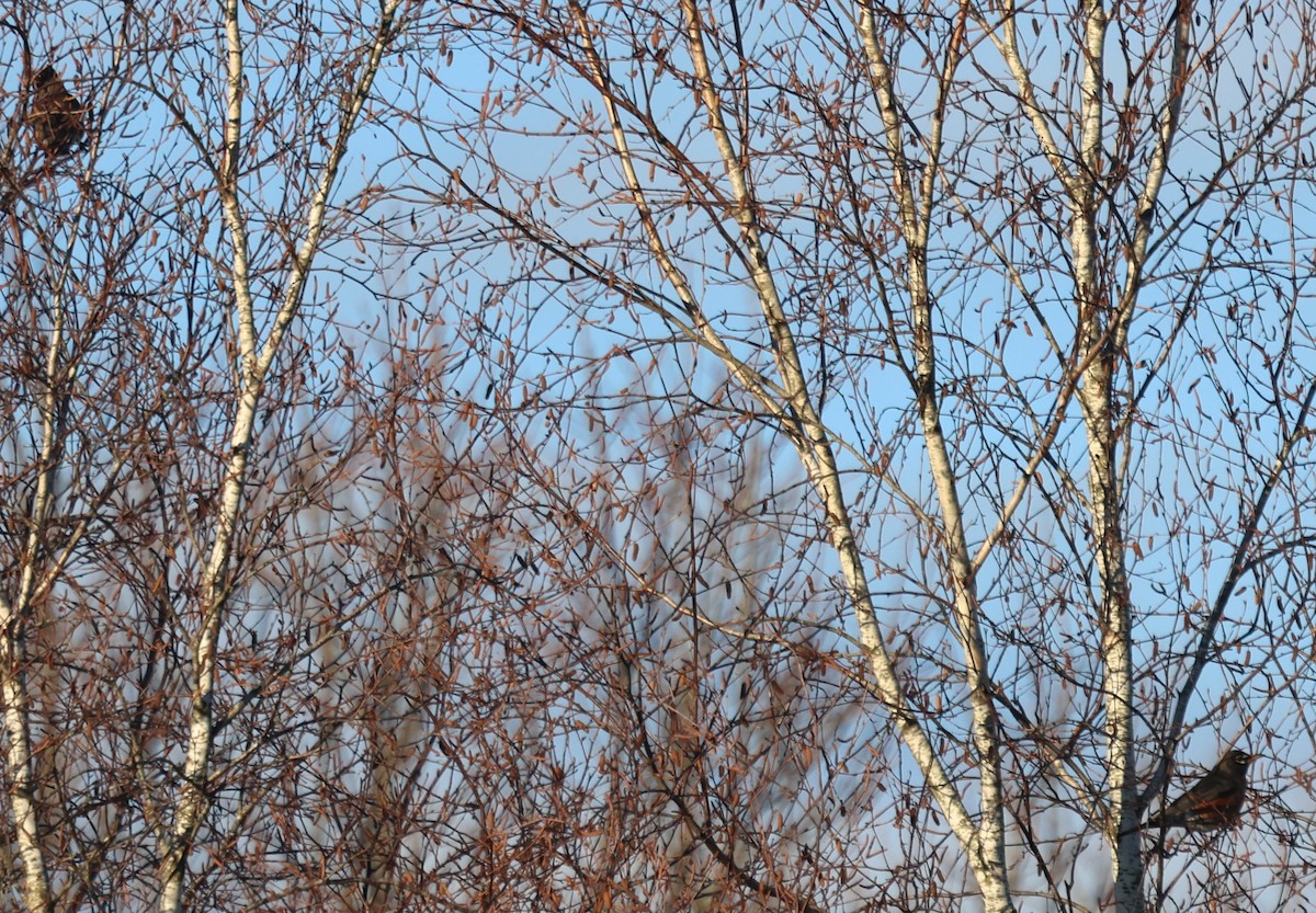 drozd stěhovavý - ML647326081