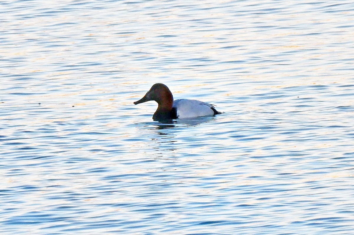 Murgilari bizkarzuria - ML647326082