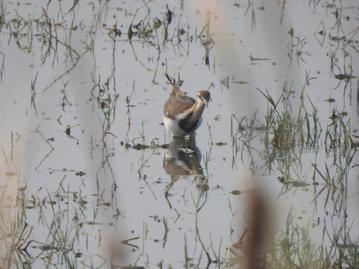 Pheasant-tailed Jacana - ML647326085