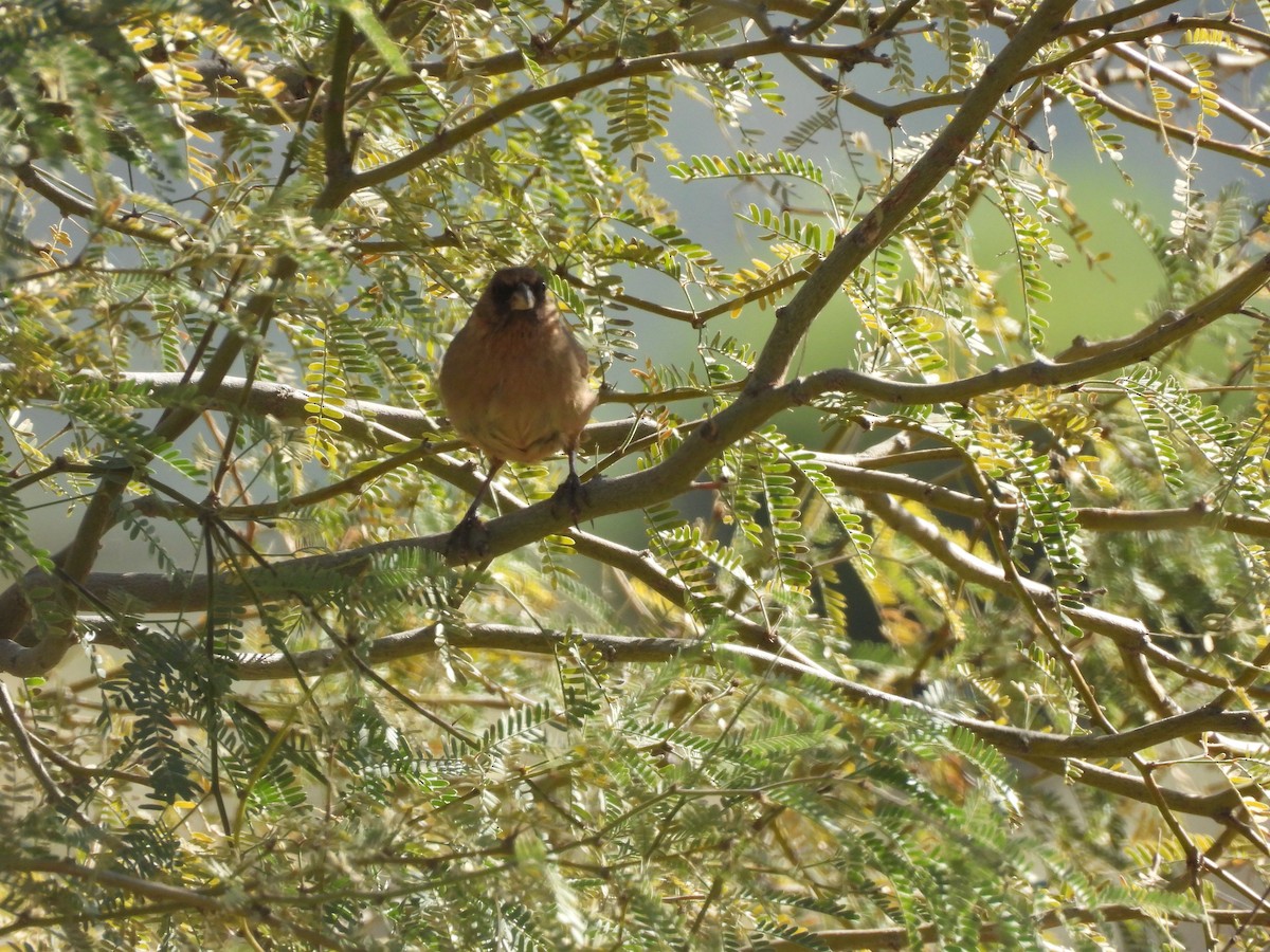 Abert's Towhee - ML647326089