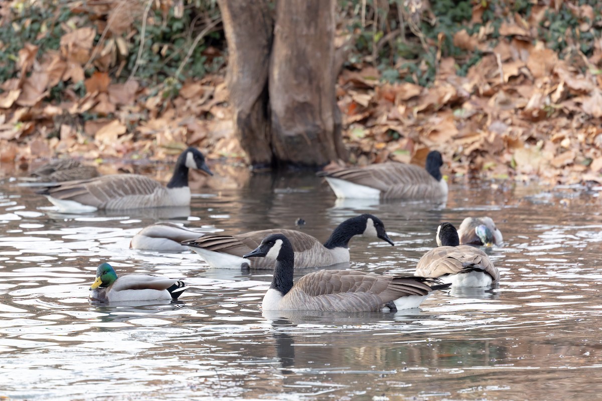 Canada Goose - ML647326090