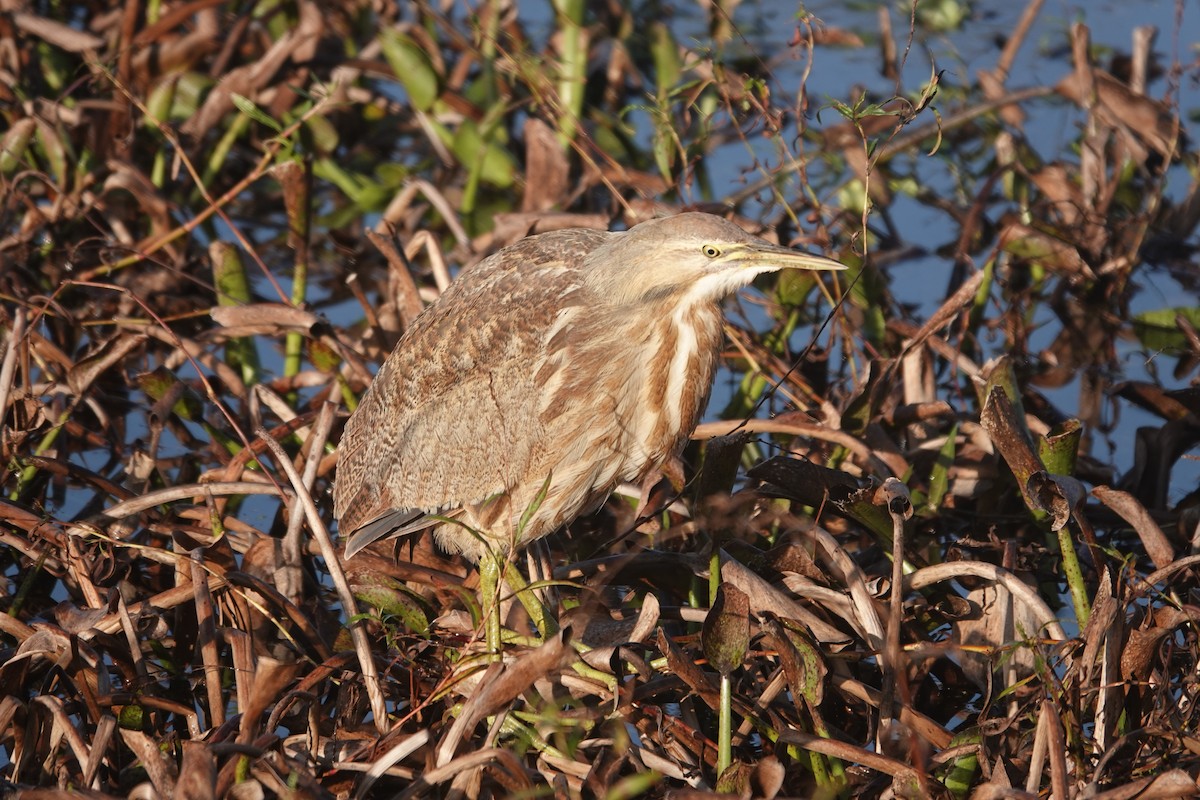 אנפה משורטטת אמריקנית - ML647326097