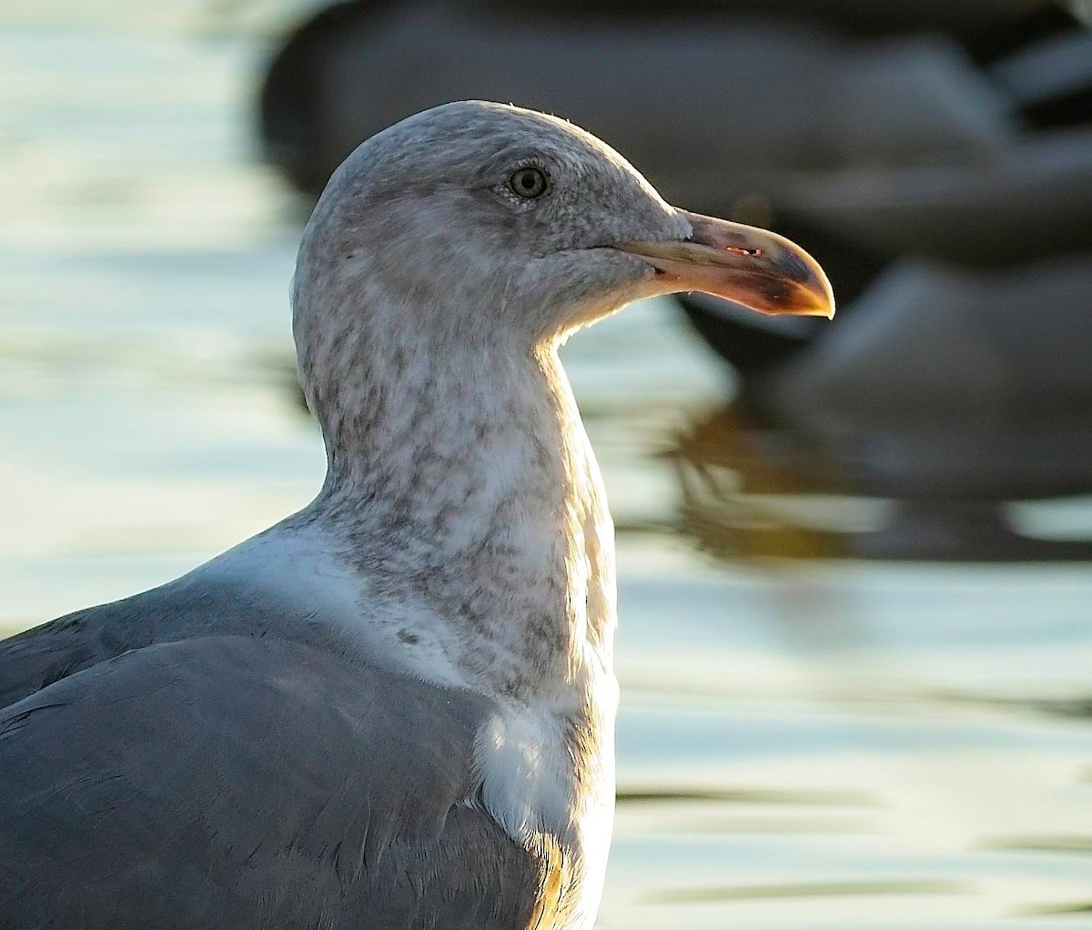 Американская чайка - ML647326100