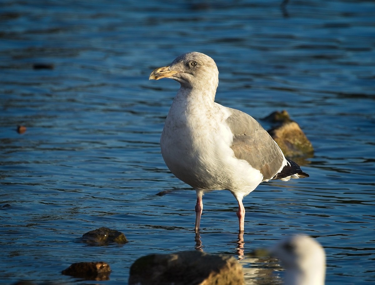 Американская чайка - ML647326101