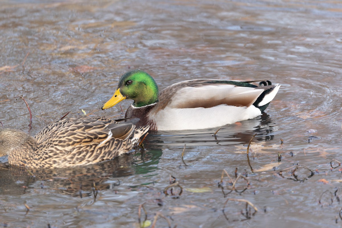 Mallard - ML647326102