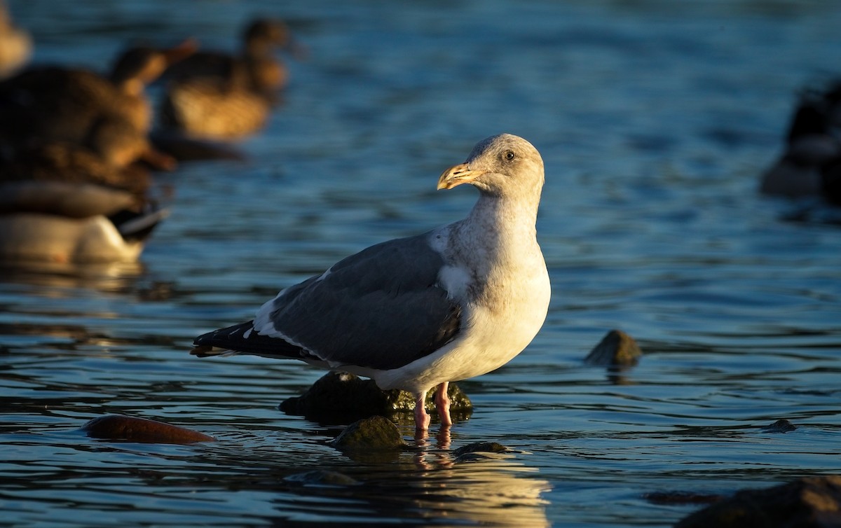 Американская чайка - ML647326103