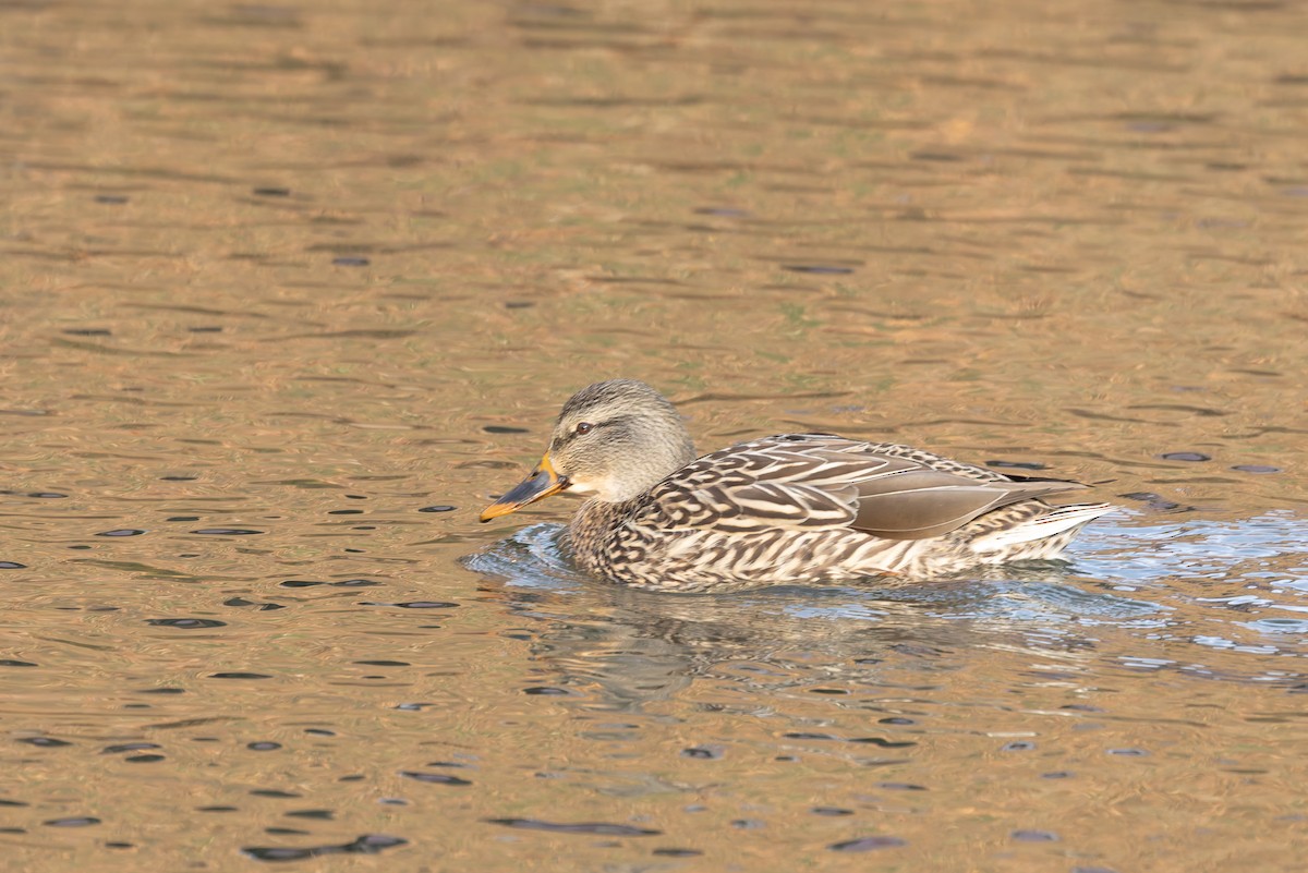 Mallard - ML647326109