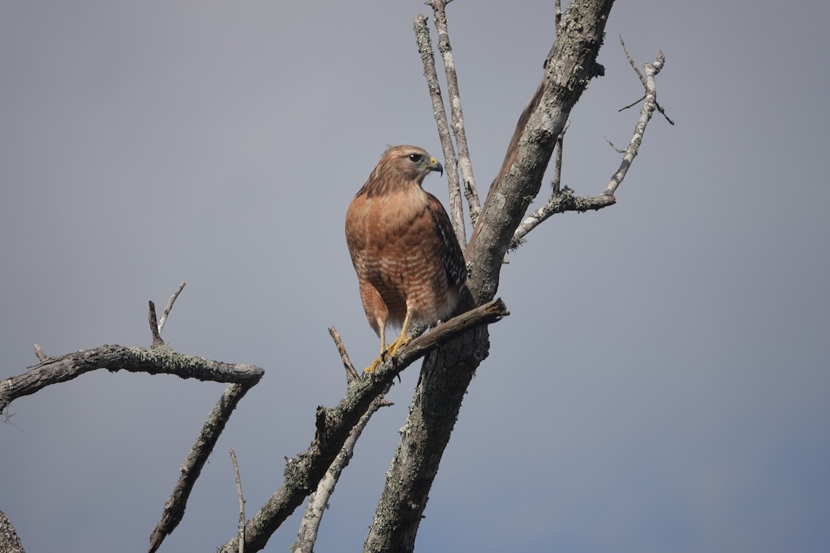 Red-shouldered Hawk - ML647326111