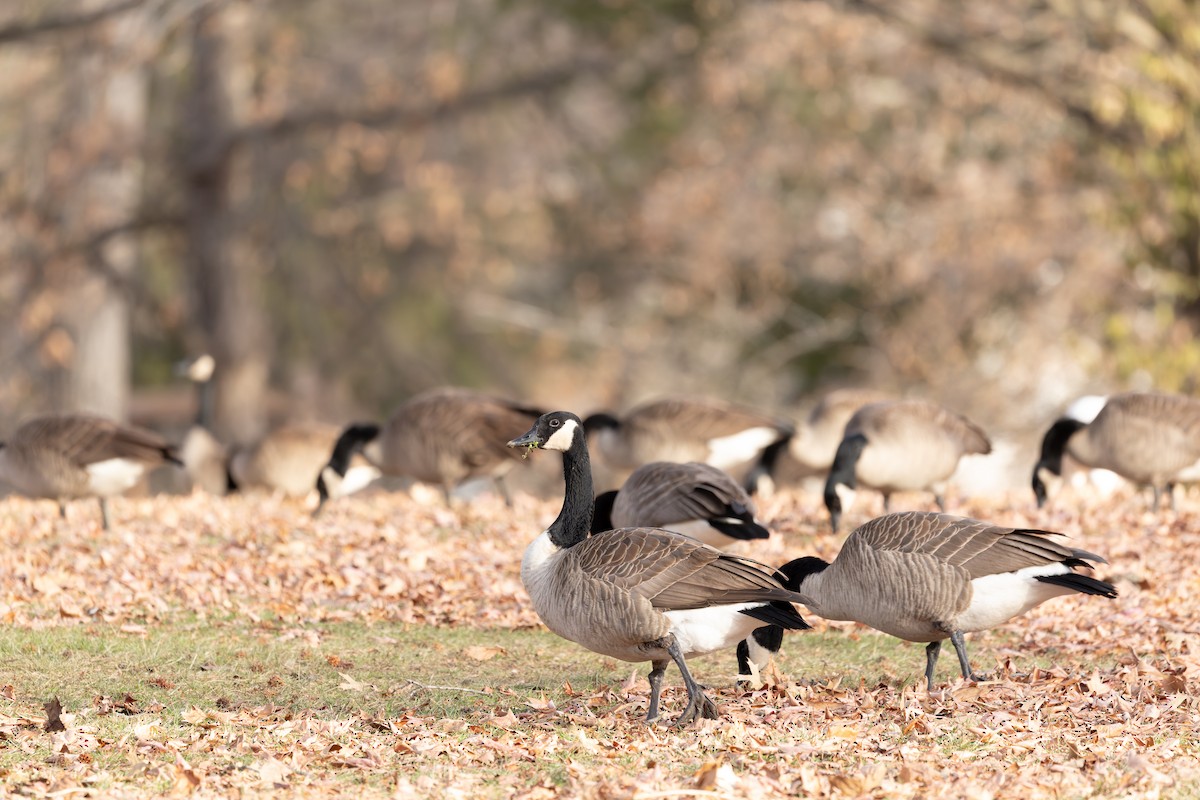 Canada Goose - ML647326112