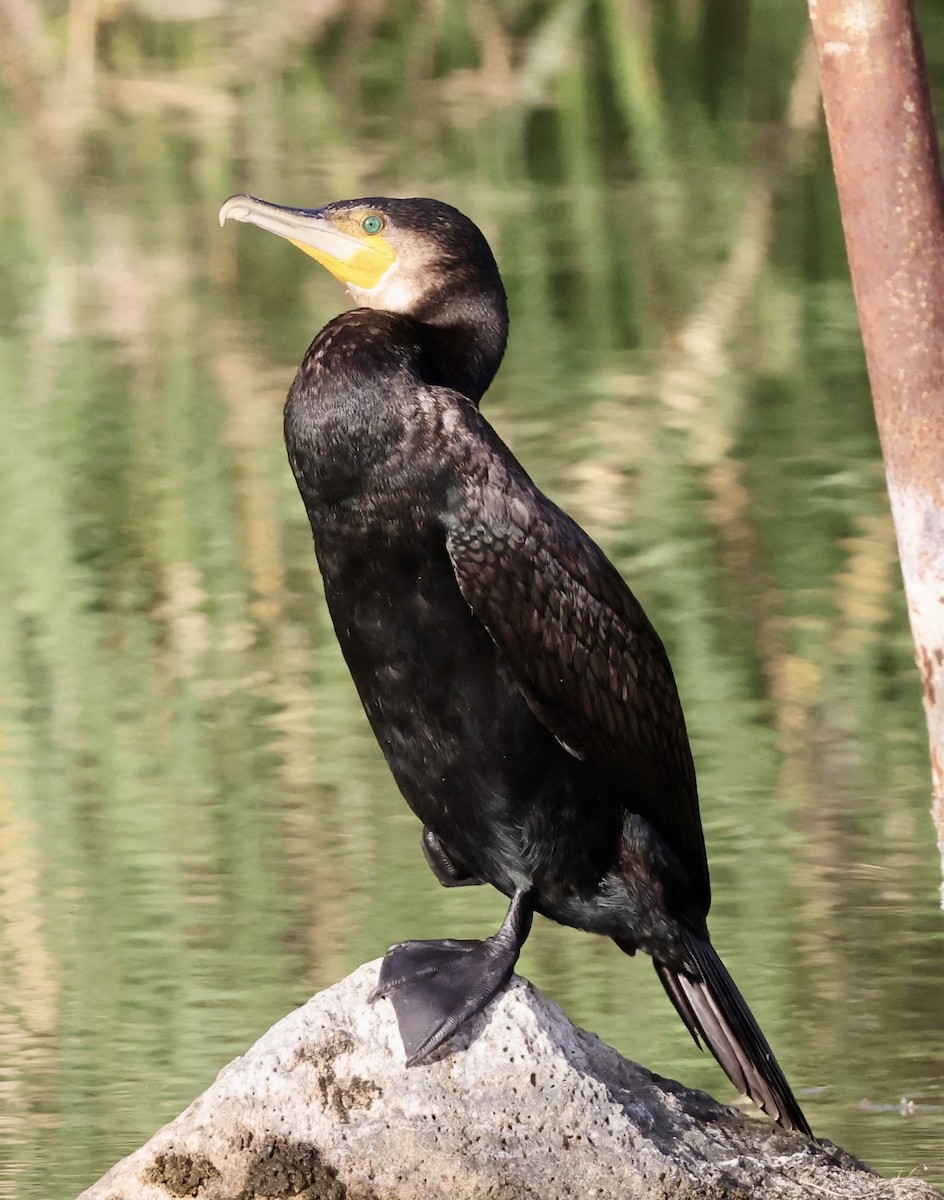 kormorán velký - ML647326114