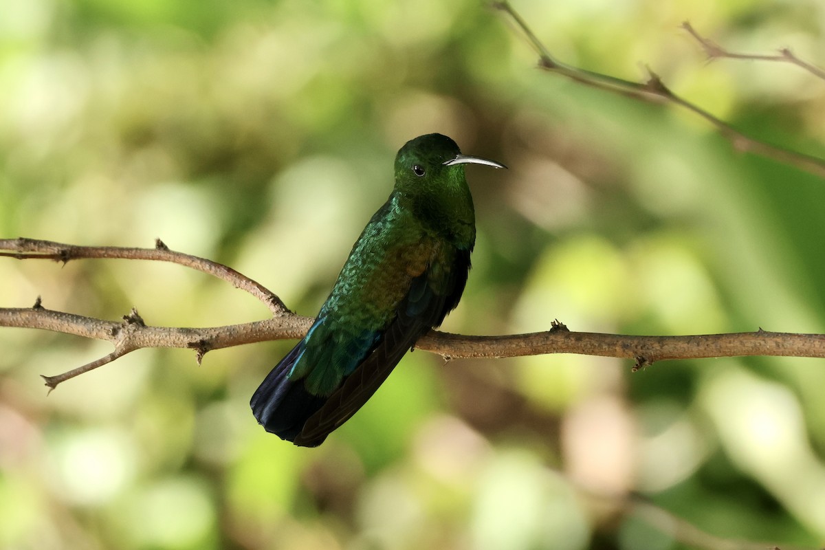 Green-throated Carib - ML647326115