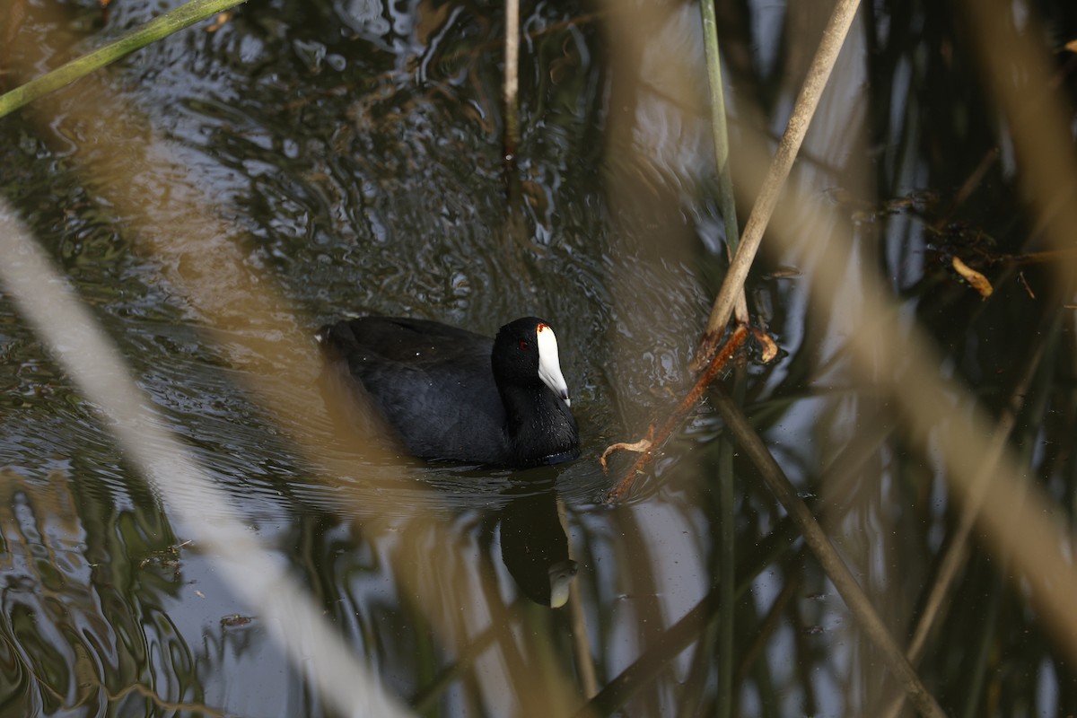 American Coot - ML647326119