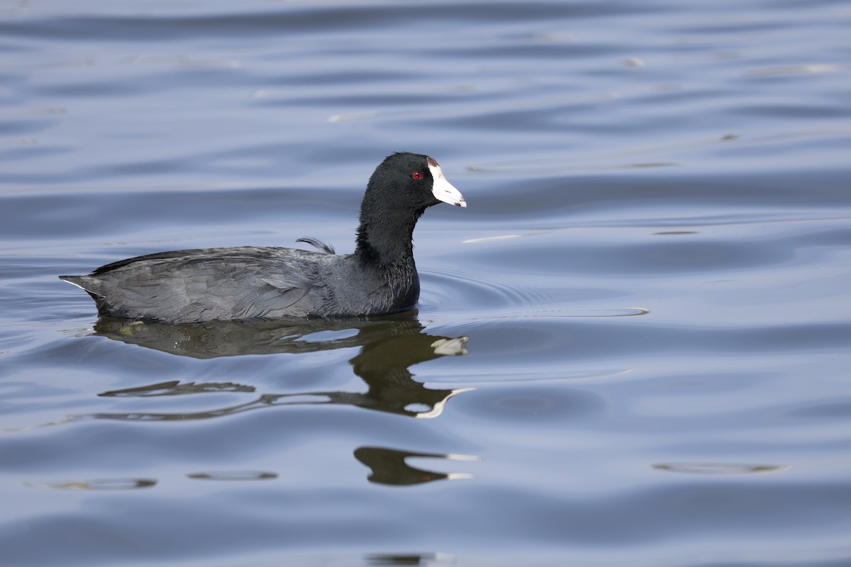American Coot - ML647326122