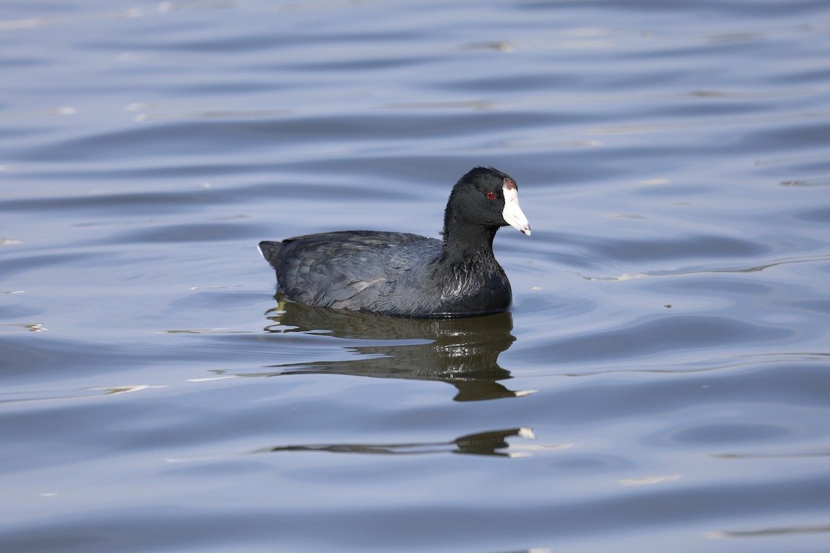 American Coot - ML647326123