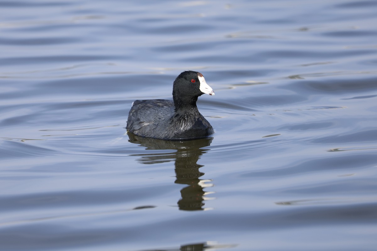American Coot - ML647326124