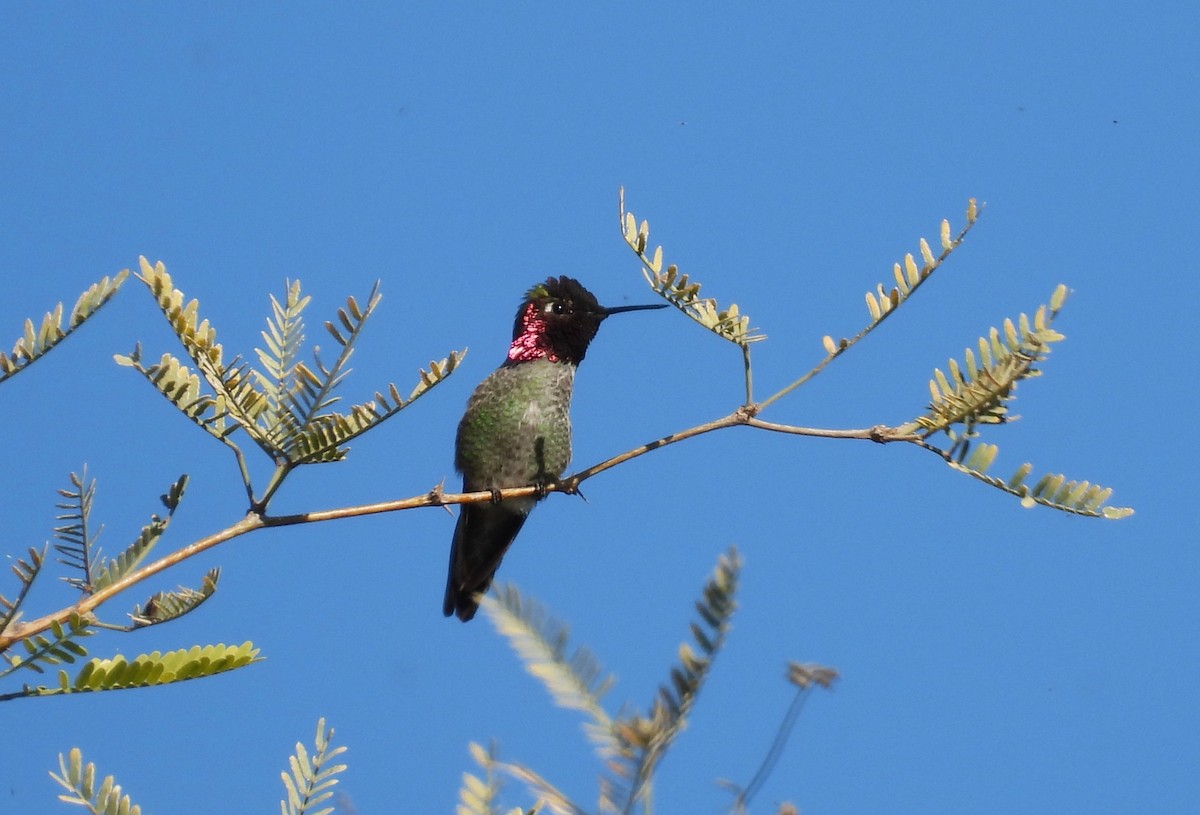 Anna's Hummingbird - ML647326126