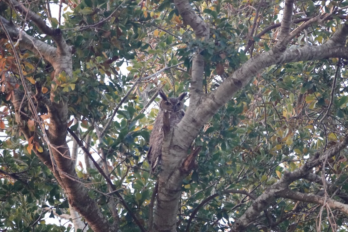 Great Horned Owl - ML647326128