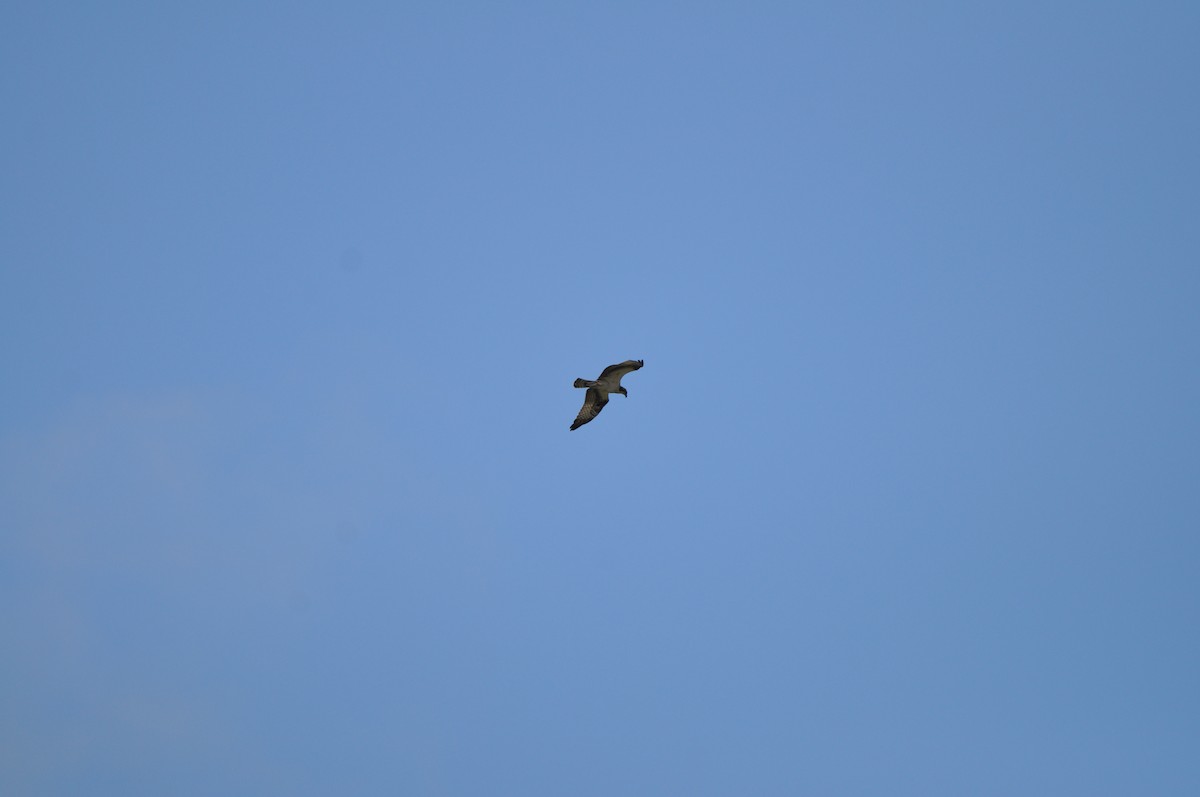 Osprey - ML647326131