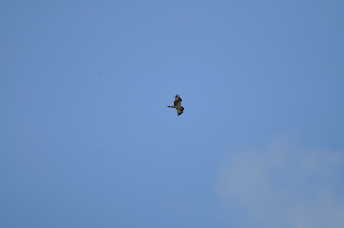 Osprey - ML647326133