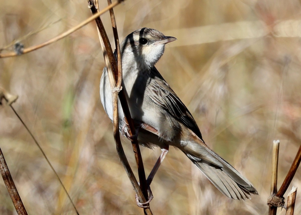Роляк рудогузий - ML647326143
