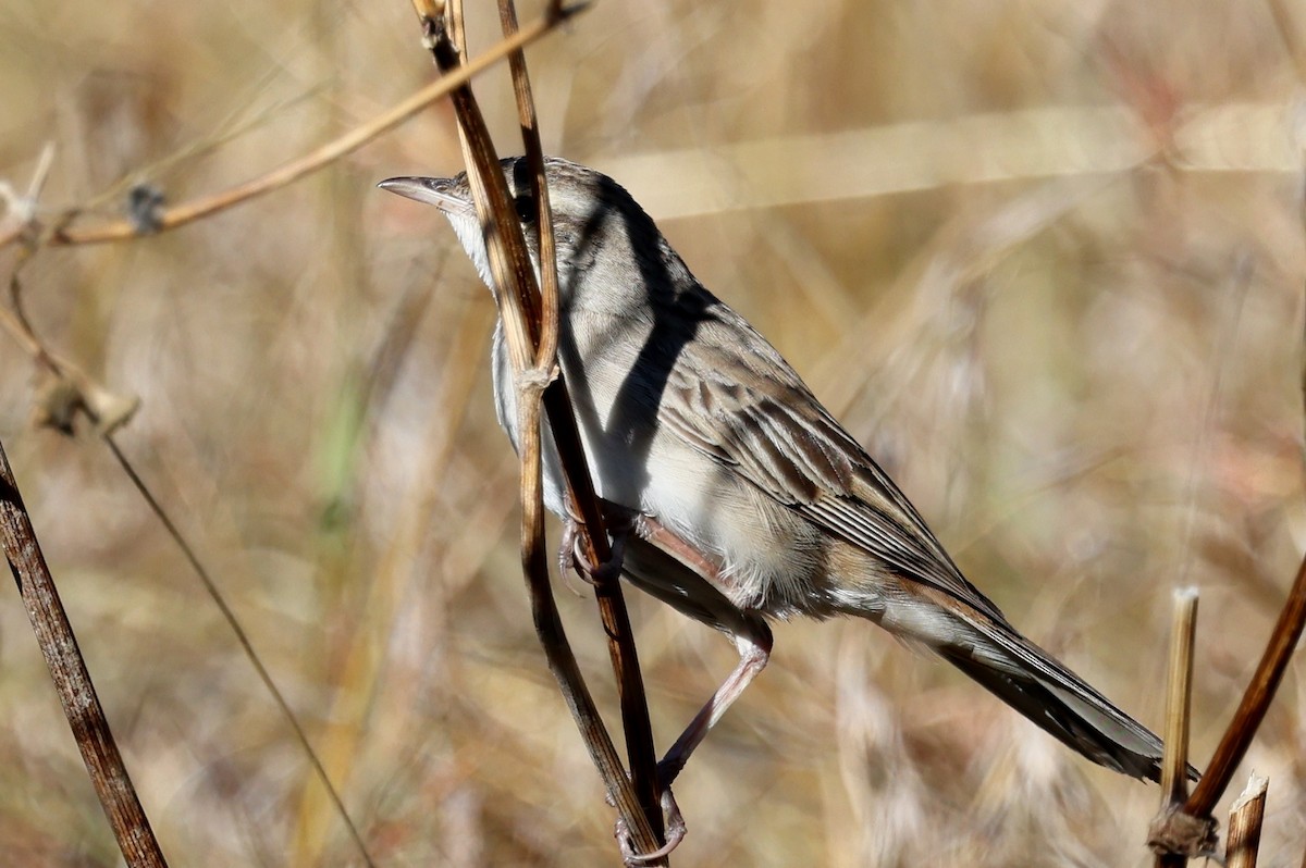 Роляк рудогузий - ML647326145