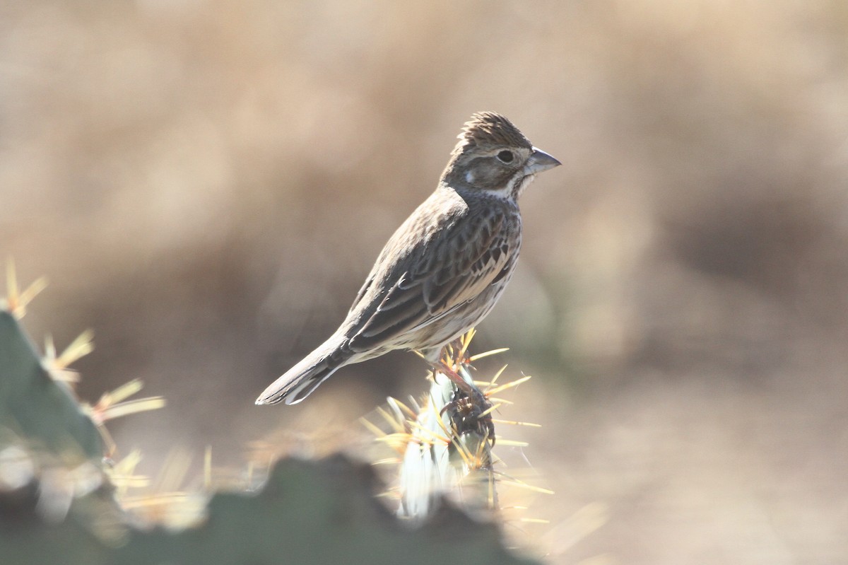 カタジロクロシトド - ML647326149