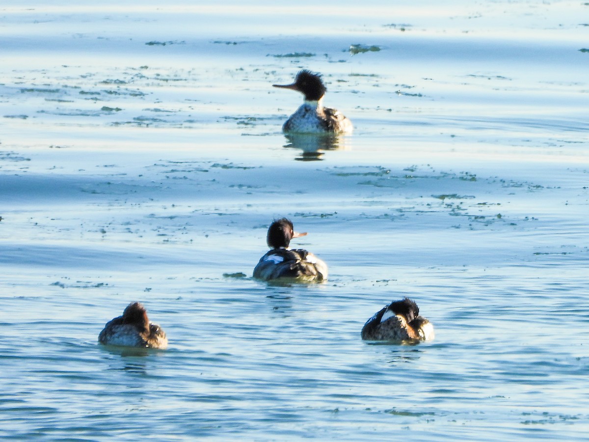 Tarakdiş - ML647326161