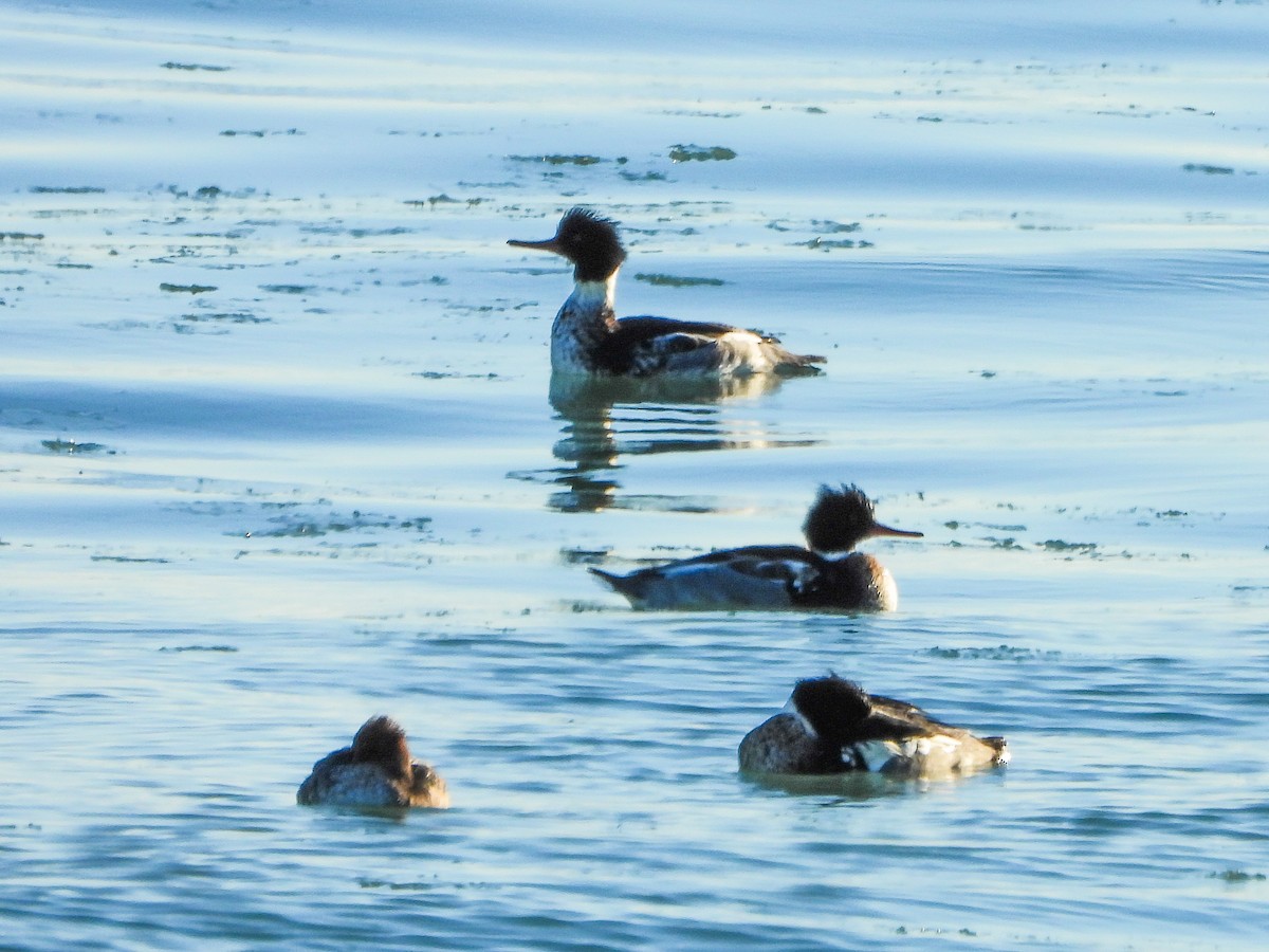 Tarakdiş - ML647326162