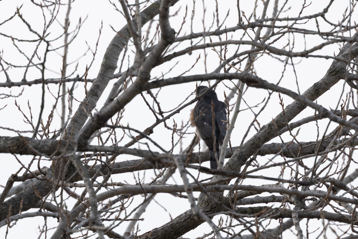 Cooper's Hawk - ML647326163