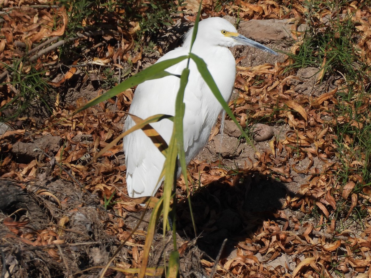 Snowy Egret - ML647326164