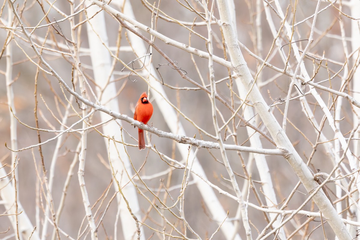 Красный кардинал - ML647326173