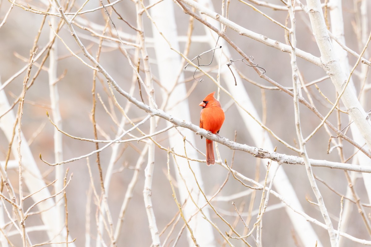 Красный кардинал - ML647326178