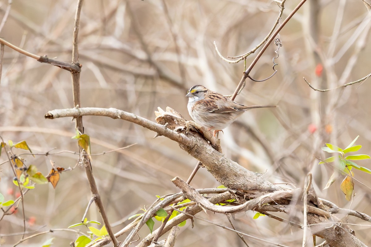 White-throated Sparrow - ML647326184