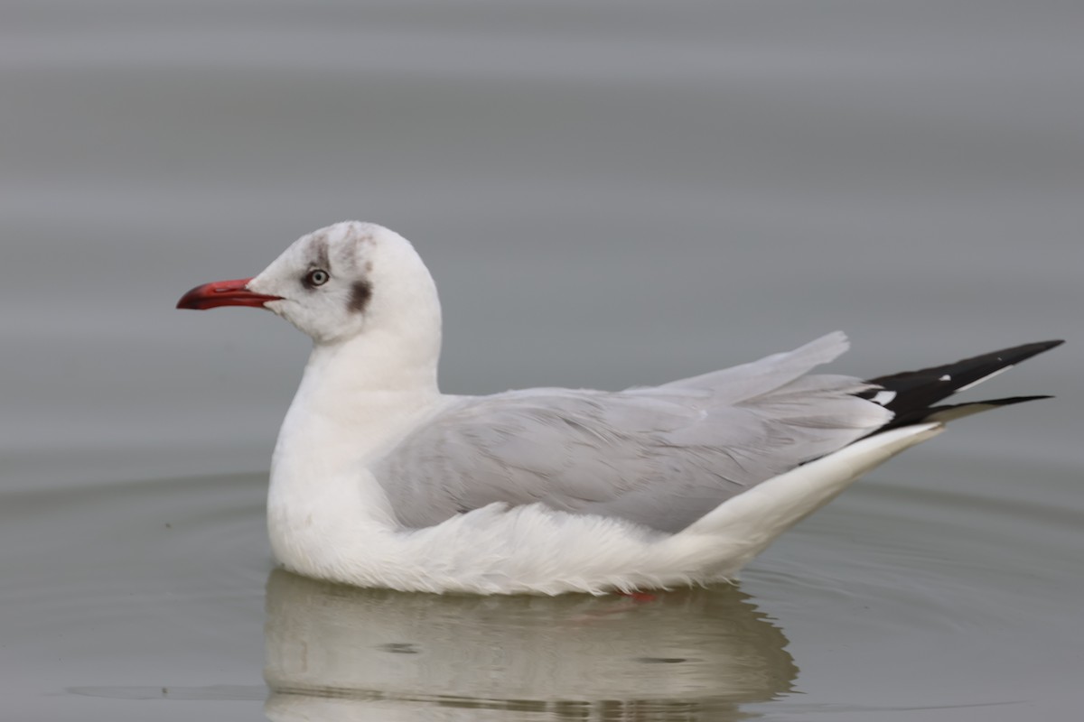 Gaviota Centroasiática - ML647326194