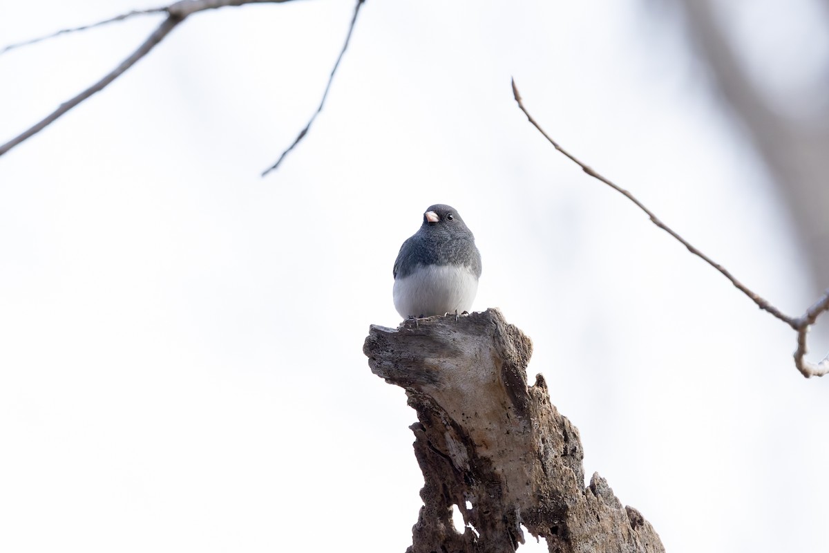 Dark-eyed Junco (Slate-colored) - ML647326195