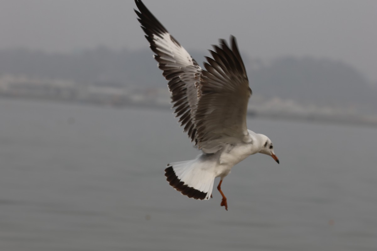 Gaviota Centroasiática - ML647326196