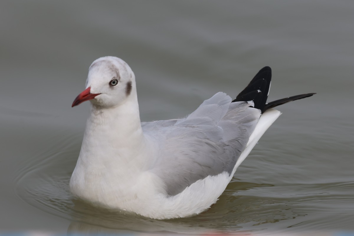 Gaviota Centroasiática - ML647326197