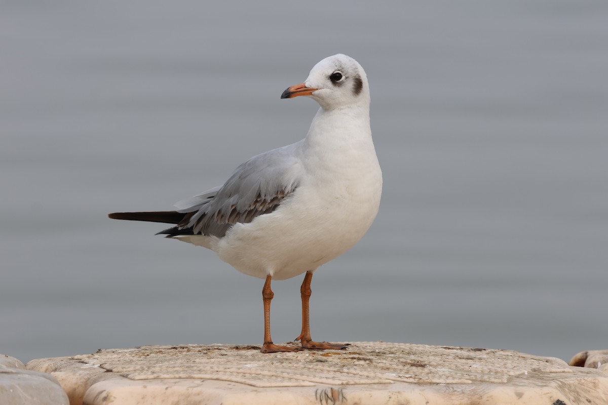 Gaviota Centroasiática - ML647326198