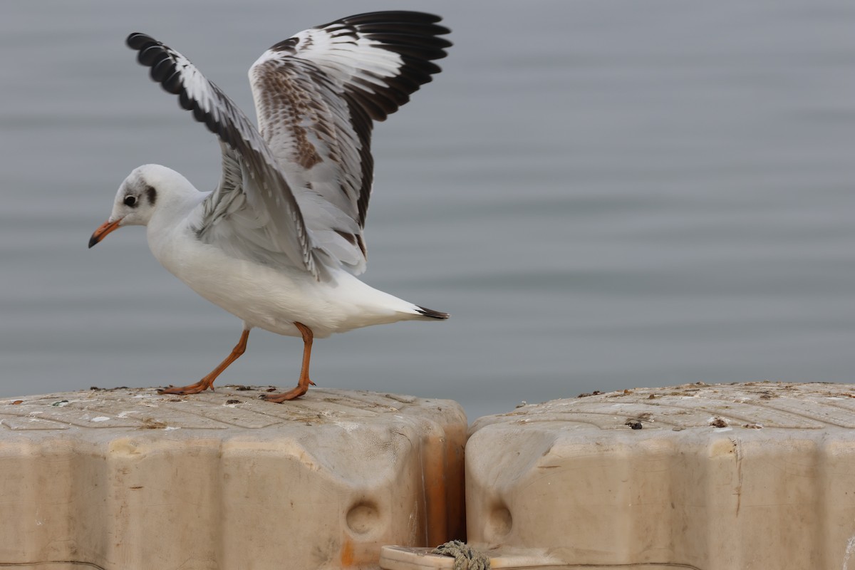 Gaviota Centroasiática - ML647326199