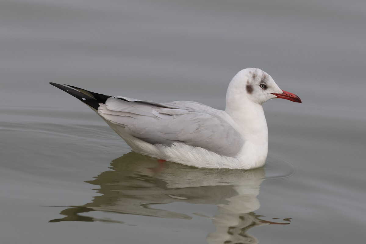 Gaviota Centroasiática - ML647326201